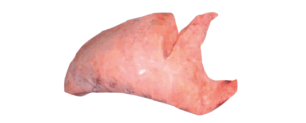 PULMÓN DE CERDO